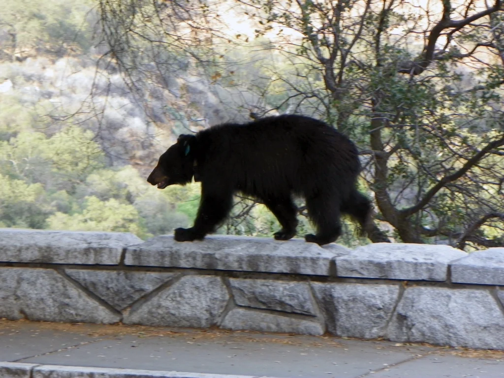 Animal Control in Petawawa