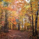 Forest Bathing - Nature & Forest Therapy