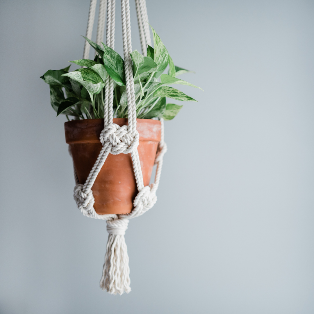 Macrame & Mingle: Plant Hanger Creations