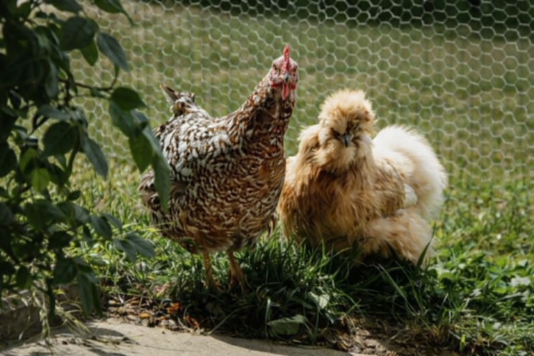 Chickens, Silkie